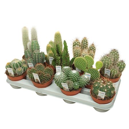 Cactus Mix