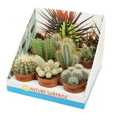 Cactus Mix Showbox
