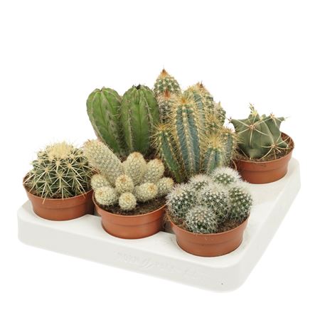 Cactus Mix