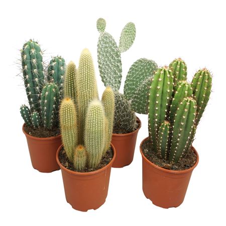 Cactus Mix