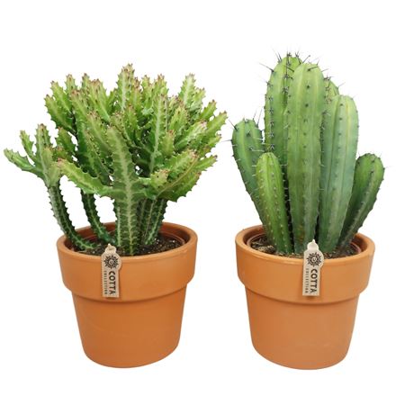 Cactus Mix Terracotta.