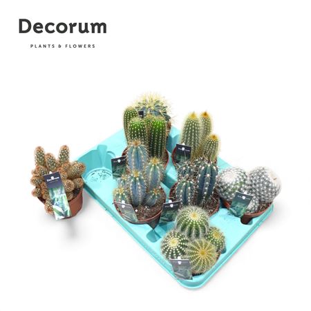 Cactus Mix (decorum) Decorum+steker