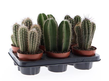 Cactus Zuil Mix