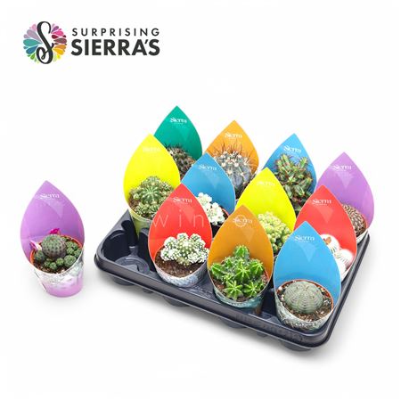 Cactus Mix (deluxe) Sierra Collection