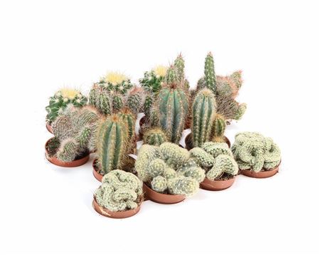 Cactus Mix Xl