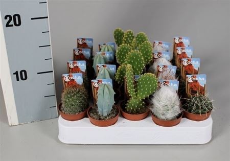 Cactus Mix Op Rij Met Foto-etiket