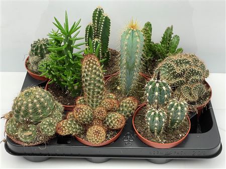 Cactus Mix
