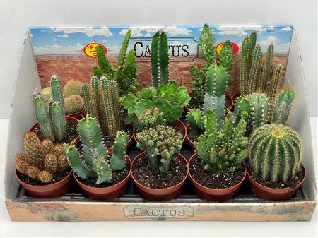 Cactus Mix