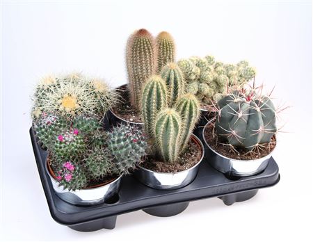 Cactus Zinkpot