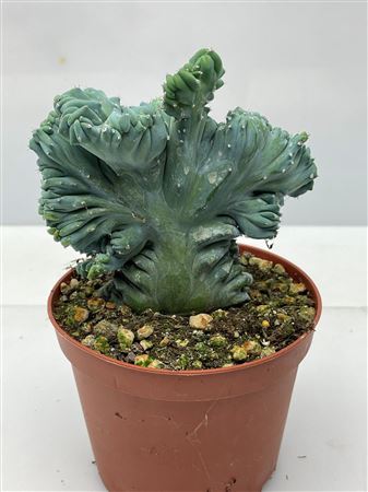 Myrthilocactus Geometrizans