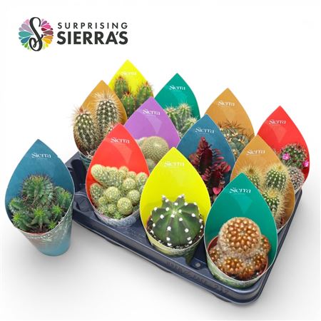 Surprise® - Cactus Mix (prime) Sierra Collection