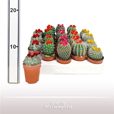 Cactus Mix Dryflower