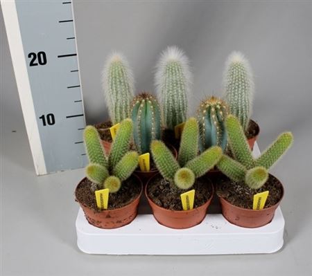 Cactus Zuil Mix On Row + Nametiket