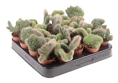Cactus Cristaat Mix
