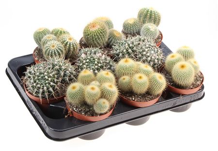 Notocactus Mix