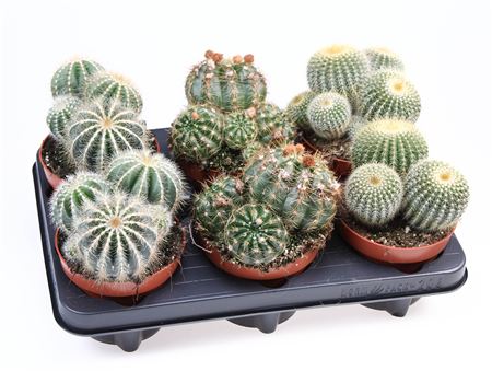 Notocactus Mix