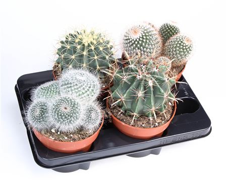 Cactus Bol Mix