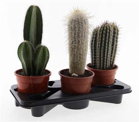 Cactus Zuil Mix