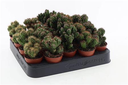 Cactus Rots Mix