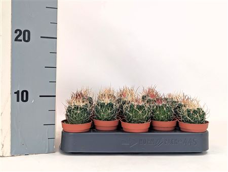 Cactus Ball Mix On Row
