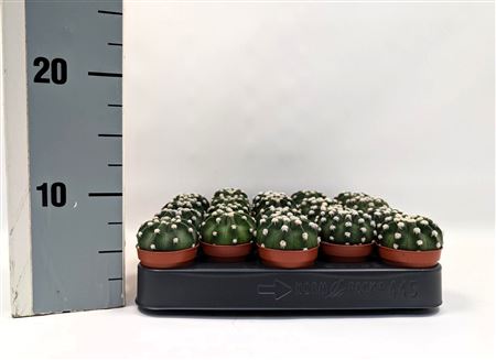 Cactus Ball Mix On Row