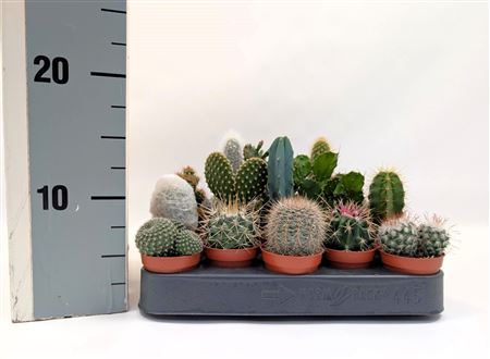 Cactus Ball Mix On Row