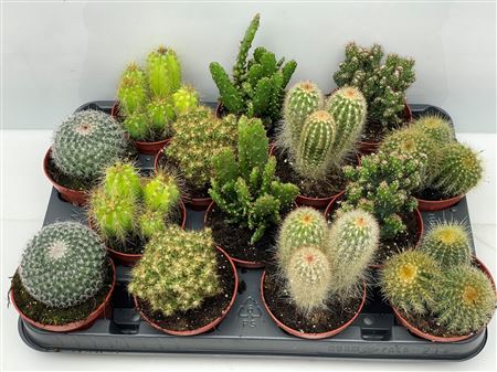 Cactus Boll Mix