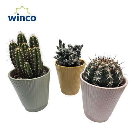 Cactus Mix In Keramiek Sarah