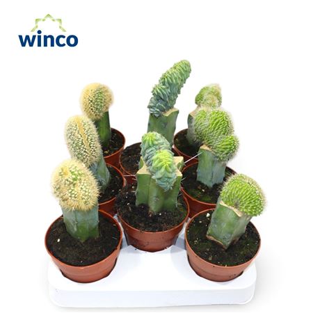 Cactus Grafted Exclusive