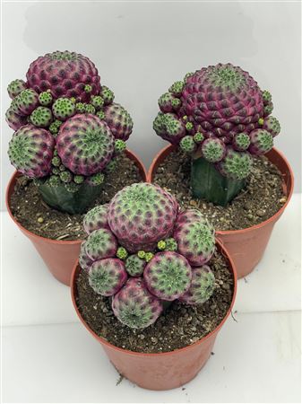 Sulcorebutia Rauschii