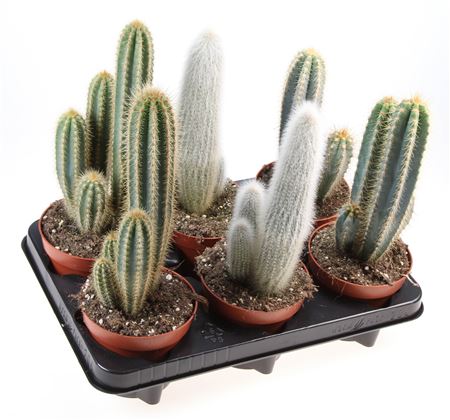 Cactus Zuil Mix Xxl