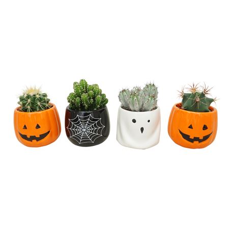 Cactus Mix In 7 Cm 'scary Halloweenplanter'