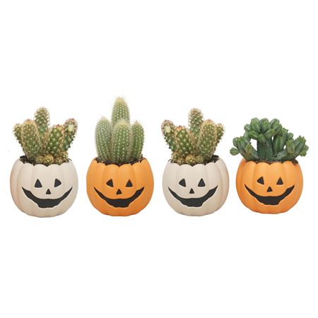 Cactus Mix In 8 Cm 'halloween Pompoen Potje'