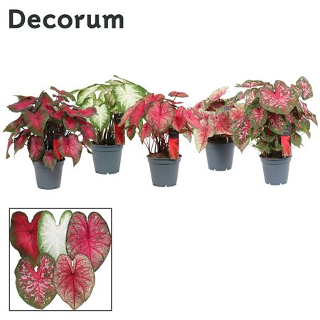 Caladium Mix (decorum)