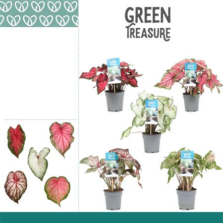 Caladium Mix