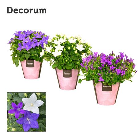 Campanula Promo Mix (decorum)
