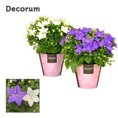 Campanula Iso Blue-white Mix (decorum)