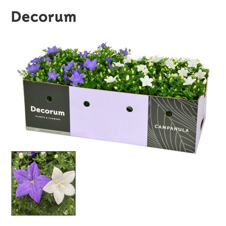 Campanula Iso Mix Blue-white Showbox (decorum)