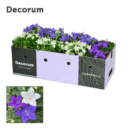 Campanula Mix 1 Showbox (decorum)
