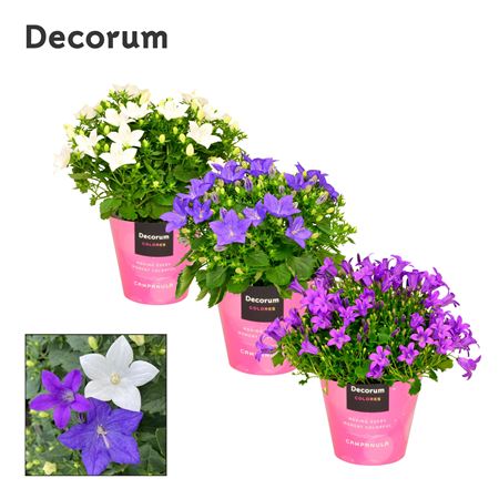 Campanula Mix (decorum)
