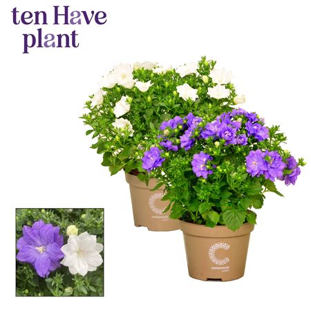 Campanula Iso Dublin Mix