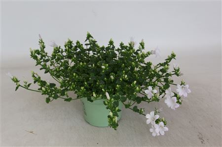 Колокольчик Вит Портеншлагиана Косеа Кейн