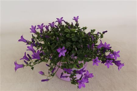 Колокольчик Лихт Паарс Портеншлагиана Косеа Карен