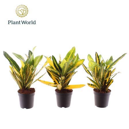 Codiaeum Sunny Star (decorum)