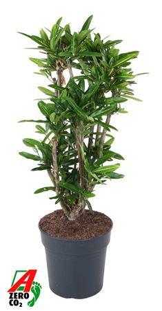 Codiaeum Sunny Star Branched