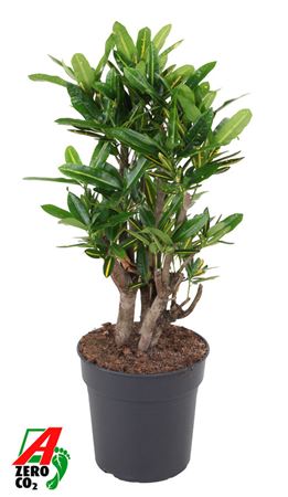 Codiaeum Sunny Star Branched
