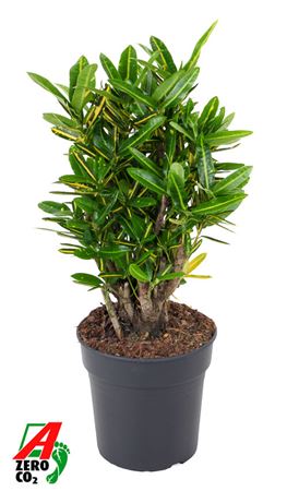 Codiaeum Sunny Star Branched