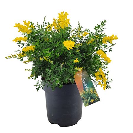 Genista (cytisus) Bush