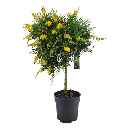 Genista (cytisus) Ball On Stem