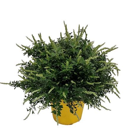 Cytisus Racemosus Bush